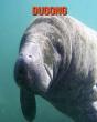 Dugong - Preview