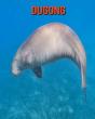 Dugong - Preview