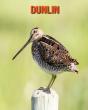 Dunlin - Preview