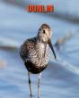 Dunlin - Preview