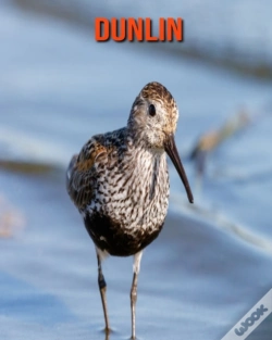 Capa do artigo Dunlin