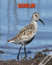 Capa do artigo Dunlin
