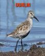 Dunlin - Preview