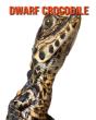 Dwarf Crocodile - Preview