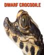 Dwarf Crocodile - Preview
