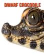 Dwarf Crocodile - Preview