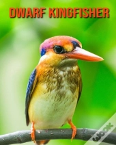 Dwarf Kingfisher