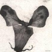 Capa do artigo Dyscamupia - Vinil