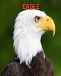 Eagle - Preview