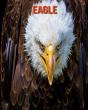 Eagle - Preview