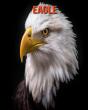 Eagle - Preview