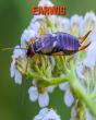 Earwig - Preview