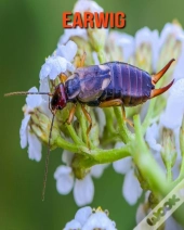 Earwig