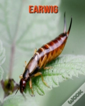 Earwig