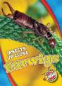Earwigs - Preview