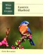 Eastern Bluebird - Preview