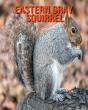 Eastern Gray Squirrel - Preview