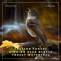 Eastern Phoebe Singing Near Gentle Forest Waterfall - Preview