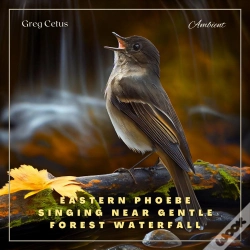 Capa do artigo Eastern Phoebe Singing Near Gentle Forest Waterfall