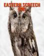 Eastern Screech Owl - Preview