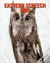 Eastern Screech Owl
