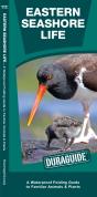 Eastern Seashore Life - Preview