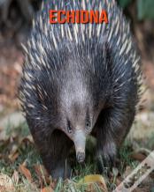 Echidna