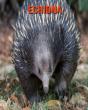 Echidna - Preview