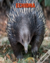 Echidna