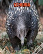 Capa do artigo Echidna