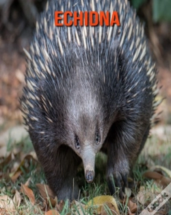 Capa do artigo Echidna
