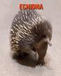 Echidna - Preview