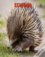 Echidna