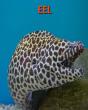Eel - Preview