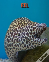 Capa do artigo Eel