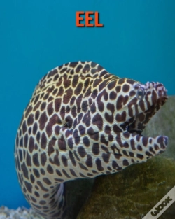 Capa do artigo Eel