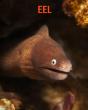 Eel - Preview