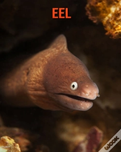 Capa do artigo Eel