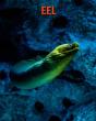 Eel - Preview