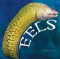 Eels - Preview