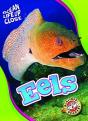 Eels - Preview
