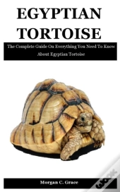 Egyptian Tortoise