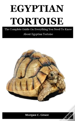 Capa do artigo Egyptian Tortoise