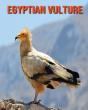 Egyptian Vulture - Preview