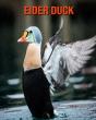 Eider Duck - Preview