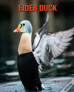 Capa do artigo Eider Duck