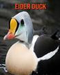 Eider Duck - Preview