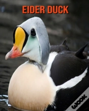 Capa do artigo Eider Duck