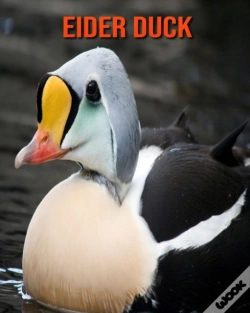 Capa do artigo Eider Duck