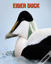 Eider Duck